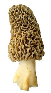 Wild Morel Mushroom