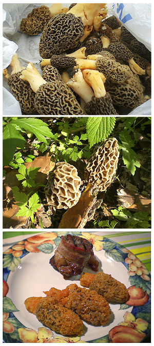 morel mushrooms