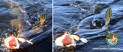 fatmanslanding.com_monsterpike