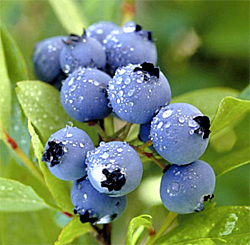 blueberries